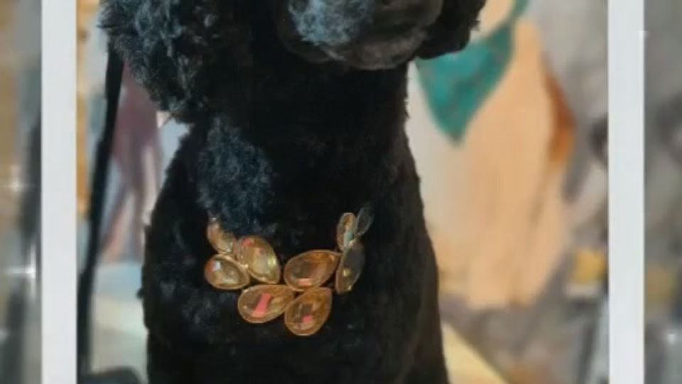 Our lovely beloved pets